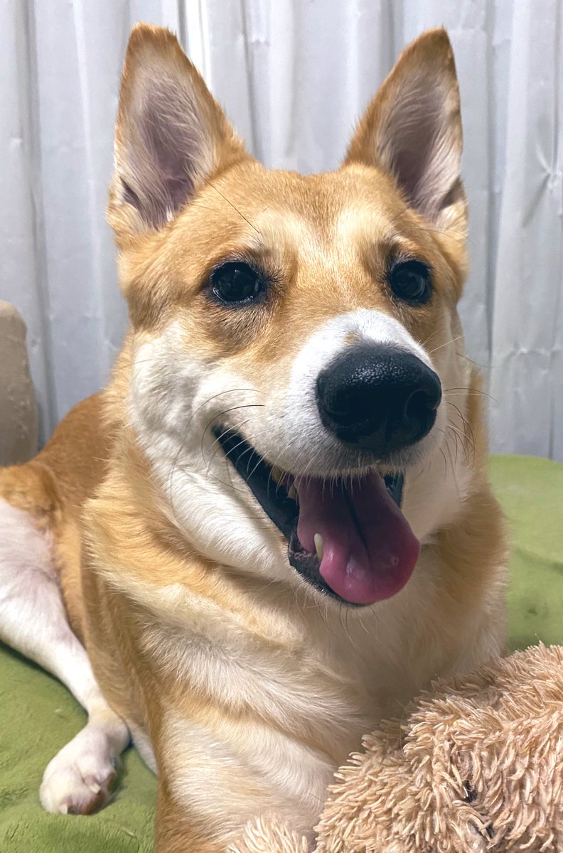 陸上のアザラシにしか見えない白柴犬さんがこれ アザラシは海の犬 寝転ぶ犬はアザラシ Togetter