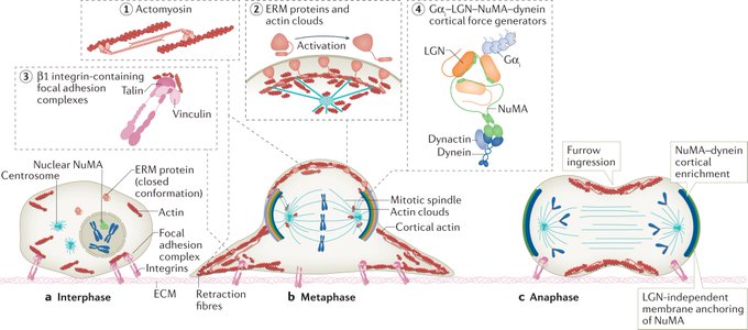 October issue: #Review by Marina Mapelli and Terry Lechler on spindle positioning and its impact on vertebrate tissue architecture and cell fate 
#MitoticSpindle #CellDivision #Epithelia #CellPolarity
<a href="/MapelliMarina/">Marina Mapelli</a> <a href="/LabMapelli/">Mapelli Lab</a> <a href="/DukeMedSchool/">Duke University School of Medicine</a>

go.nature.com/2T67ZBg