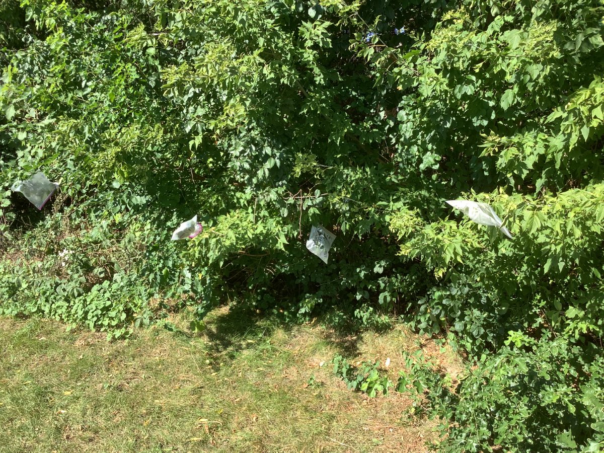 NJHScience7's tweet photo. Wonder what the bags are all about near the parking lot @HopkinsNJH270 ? It's a Leaf transpiration lab looking at differences in water evaporation between trees! https://t.co/JirV2gXXX8