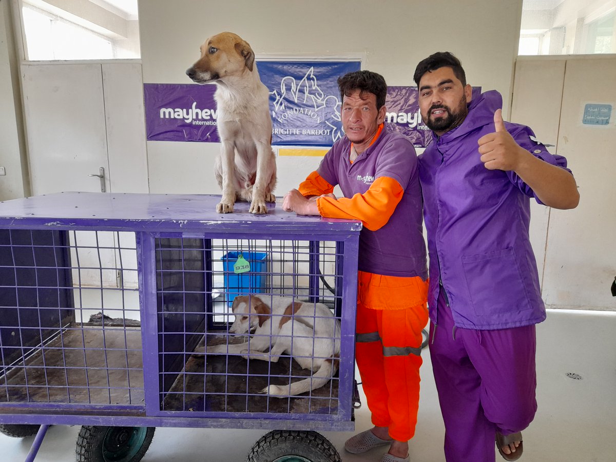 🇦🇫#Kabul :
Despite the unstable situation, a permission has been given for animal rescues and 100 dogs have been vaccinated and neutered by our partner <a href="/themayhew/">Mayhew 🐶🐱</a>.

What a relief to be allowed to continue helping stray animals !