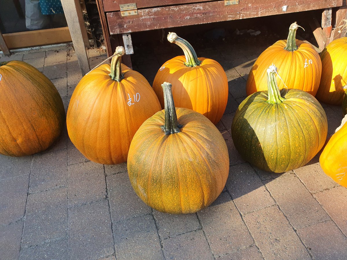 Lucie Ruddock tweet media