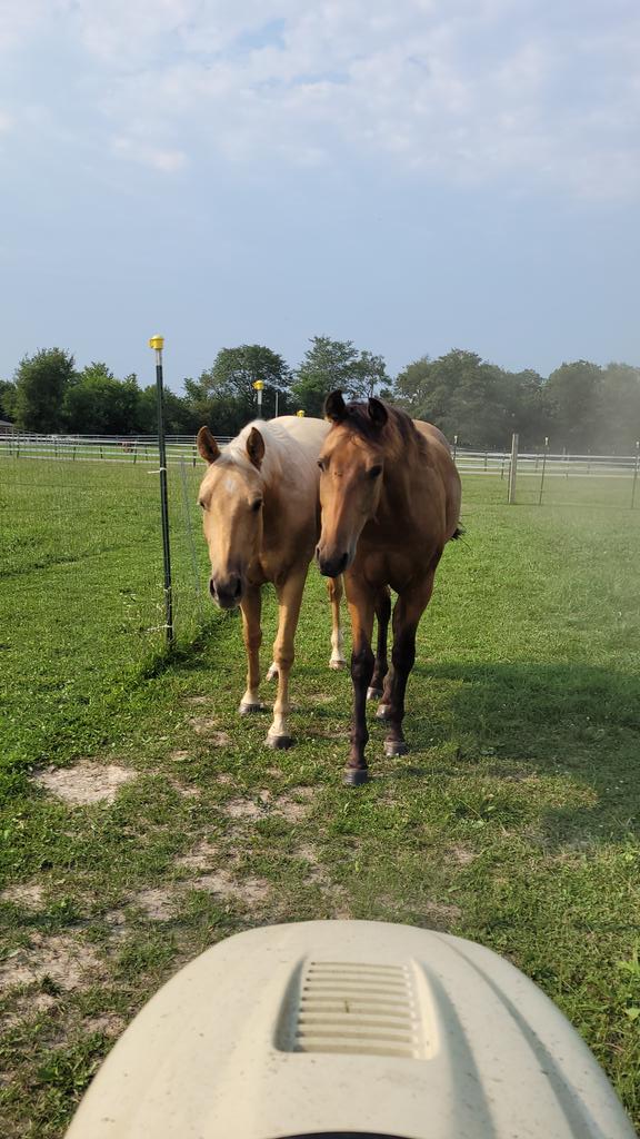 msaadventures5's tweet photo. @MrFrakesHistory @Jon_Kidd Did you someone say "horse"? https://t.co/3am73XSGqT