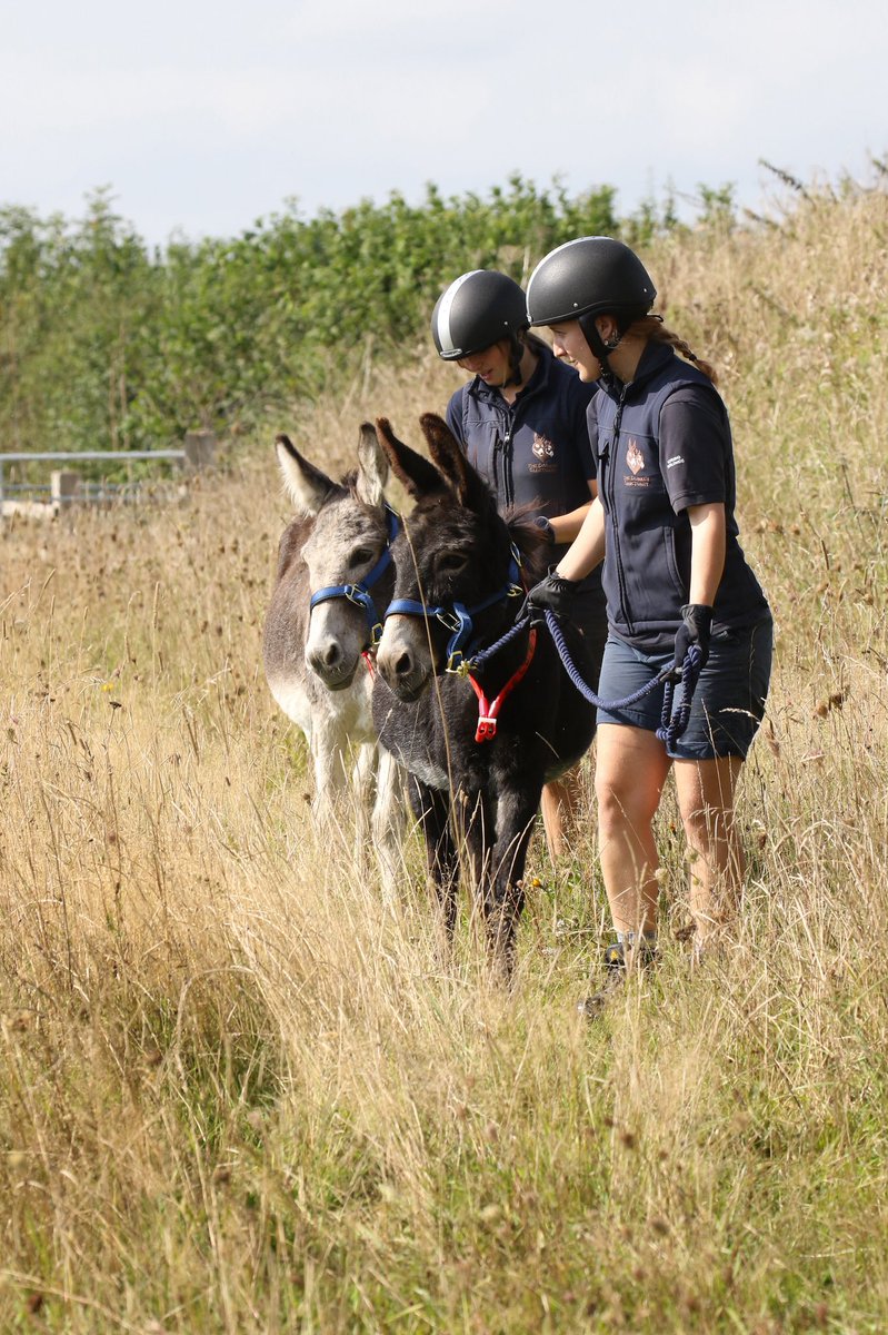 BBCDevon's tweet photo. Donkeys are being used to encourage wildflowers to grow in Devon 🌸

The donkey sanctuary in Sidmouth walked two of their donkeys through a flower meadow where their movement helped disperse flower seeds 🌺 

…and the donkeys benefit too from exploring new areas 🗺 https://t.co/Ru7DrbzFJp