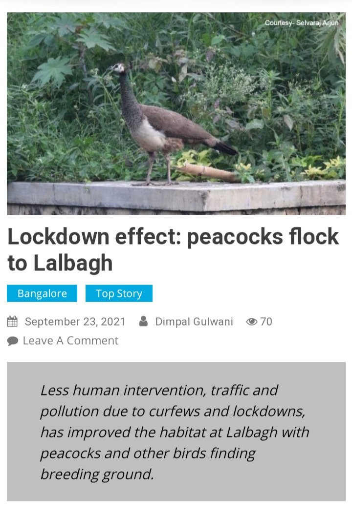 Lockdown effect: About ten peacocks have been spotted in Lalbagh. For birdwatchers, a visit to Lalbagh has been even more exciting. Check out the link to know what the experts have to say.
thesoftcopy.in/2021/09/23/loc…
<a href="/iijnmbangalore/">IIJNM Bangalore</a> 
#lockdown #peacock #birdwatching #biodiversity