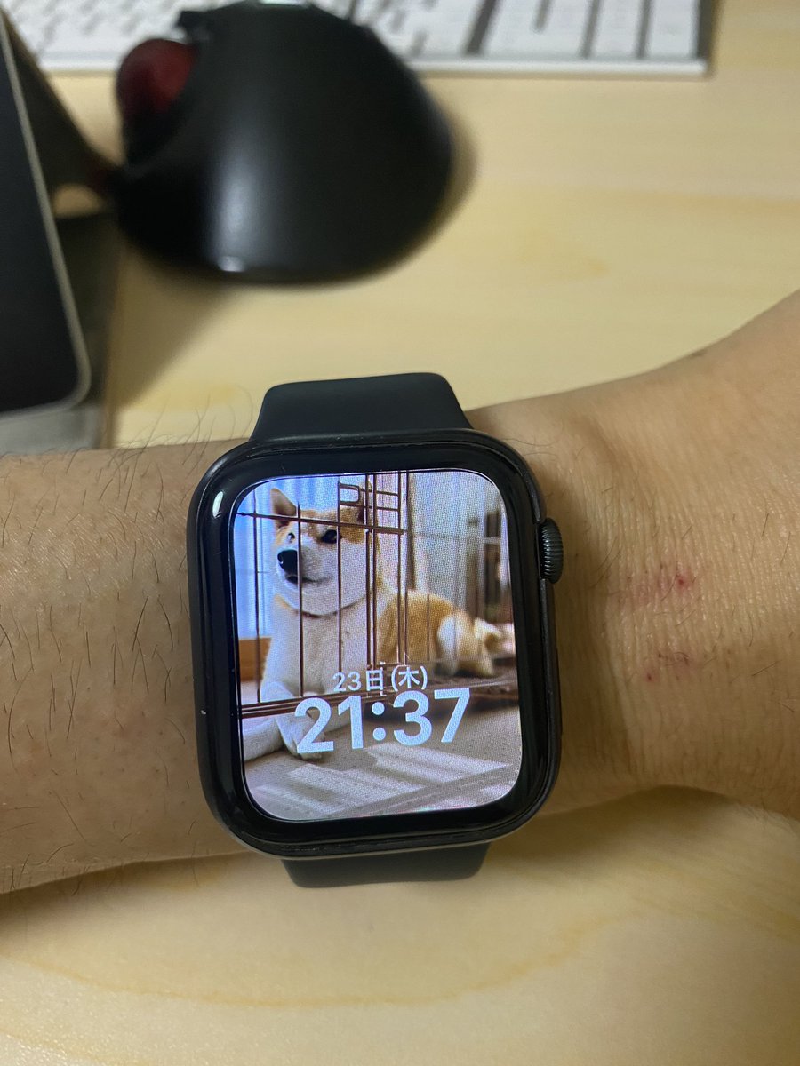 ytessy's tweet image. 犬
#watchOS8