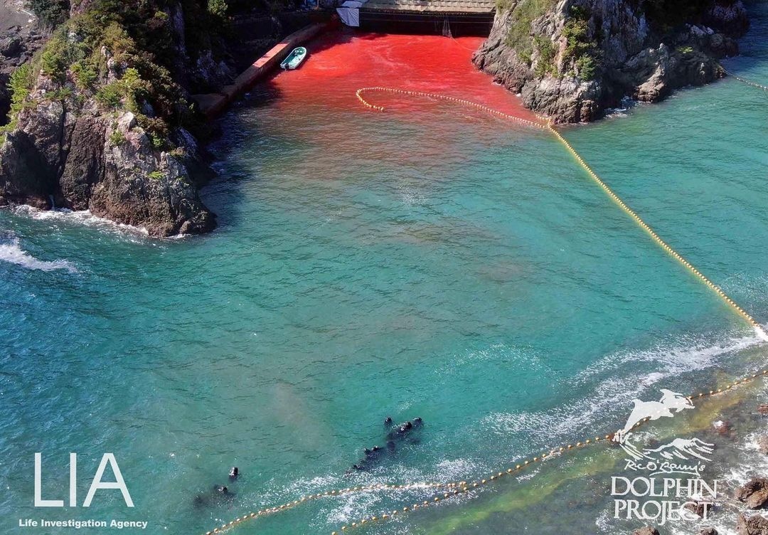 Dolphin_Project's tweet photo. Taiji's recent pilot whale hunt demonstrated how the these hunts are absolutely brutal from start to finish.
Read more in our latest blog and help spread the word: https://t.co/e5TmaZAVHw
#DolphinProject https://t.co/n8ZTv6UxKh