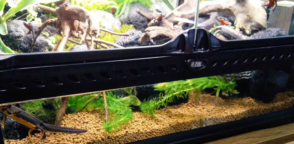 とも على تويتر 金魚とセットで買った鉢植え入り水草 水草持って持ち上げたらマツモ以外全部抜けてしまい殆んど根も無くて軽くホラーでした 根が無くても枯れないんですね せっかくなのでイモリ水槽に入れてあげました とも على تويتر 金魚とセットで買った鉢植え入り水草 水草持って持ち上げたらマツモ以外全部抜けてしまい殆んど根も無くて軽くホラーでした 根が無くても枯れないんですね せっかくなのでイモリ水槽に入れてあげました