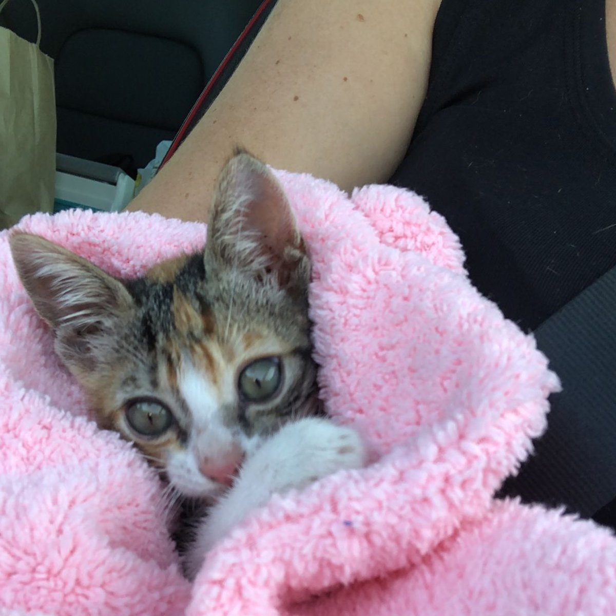 ¿Recordáis la gatita de la semana pasada?

Tenemos buenísimas noticias:

facebook.com/britishschoolo…