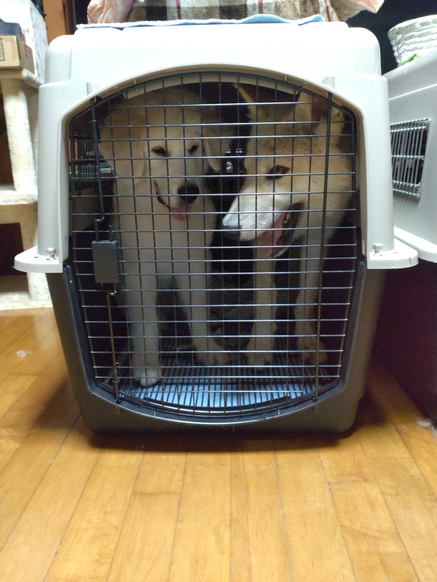 グレートピレネーズ