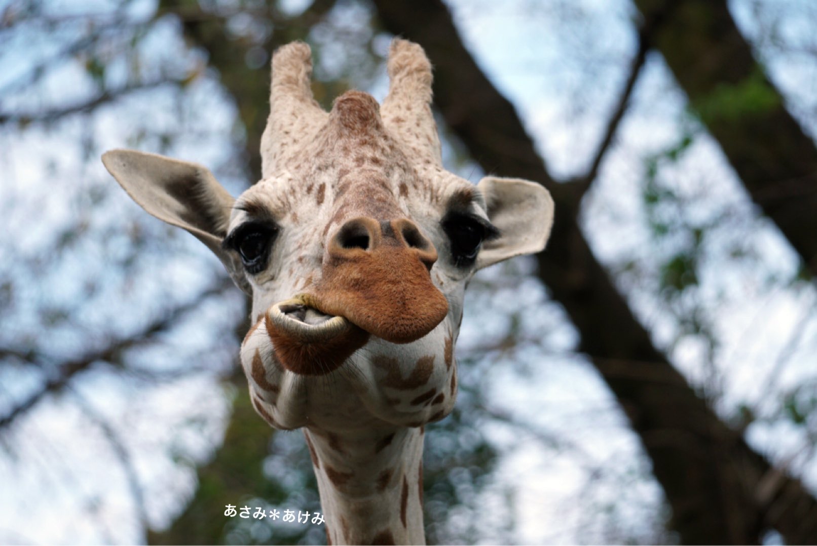 あさみ あけみ キリンさんの正面顔も好き 羽村市動物公園 アミメキリン T Co 1dzaac6wwe Twitter