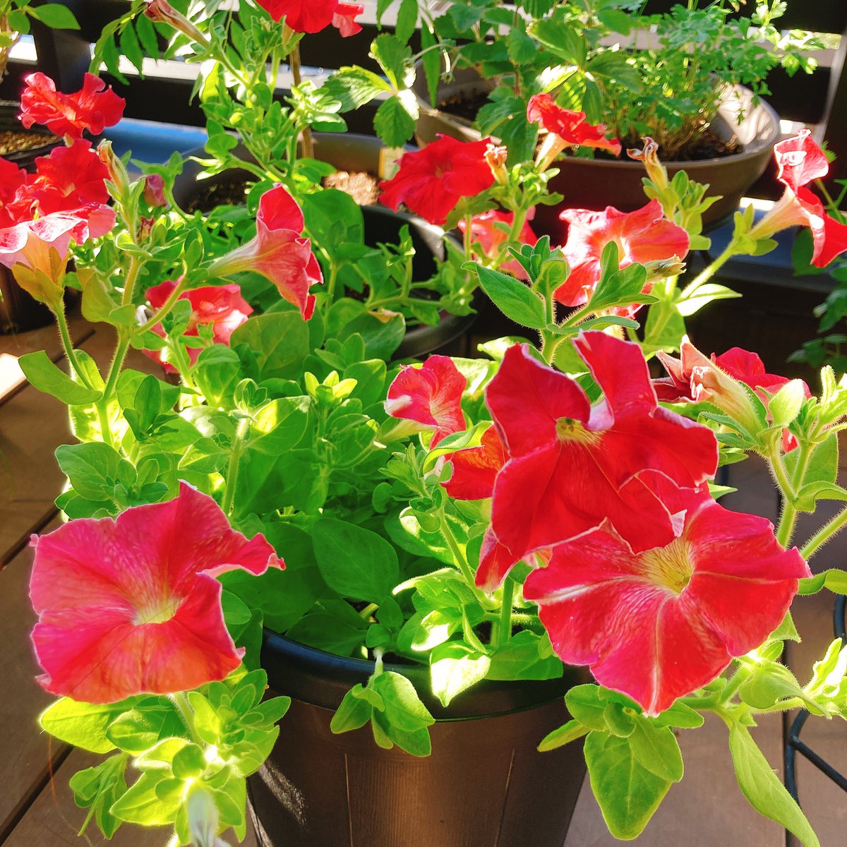 ট ইট র 佐藤晃子 氷川きよし グリーンサムへの12か月 でペチュニアの育て方を紹介していて 番組と同じように肥料をやって摘心したら花が増えました 少し手をかけると違うものですね