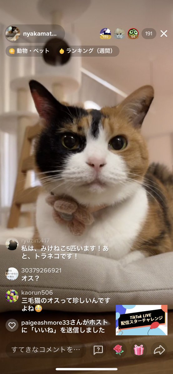 おかしなにゃかまたち Domichipi Twitter おかしなにゃかまたち Domichipi Twitter