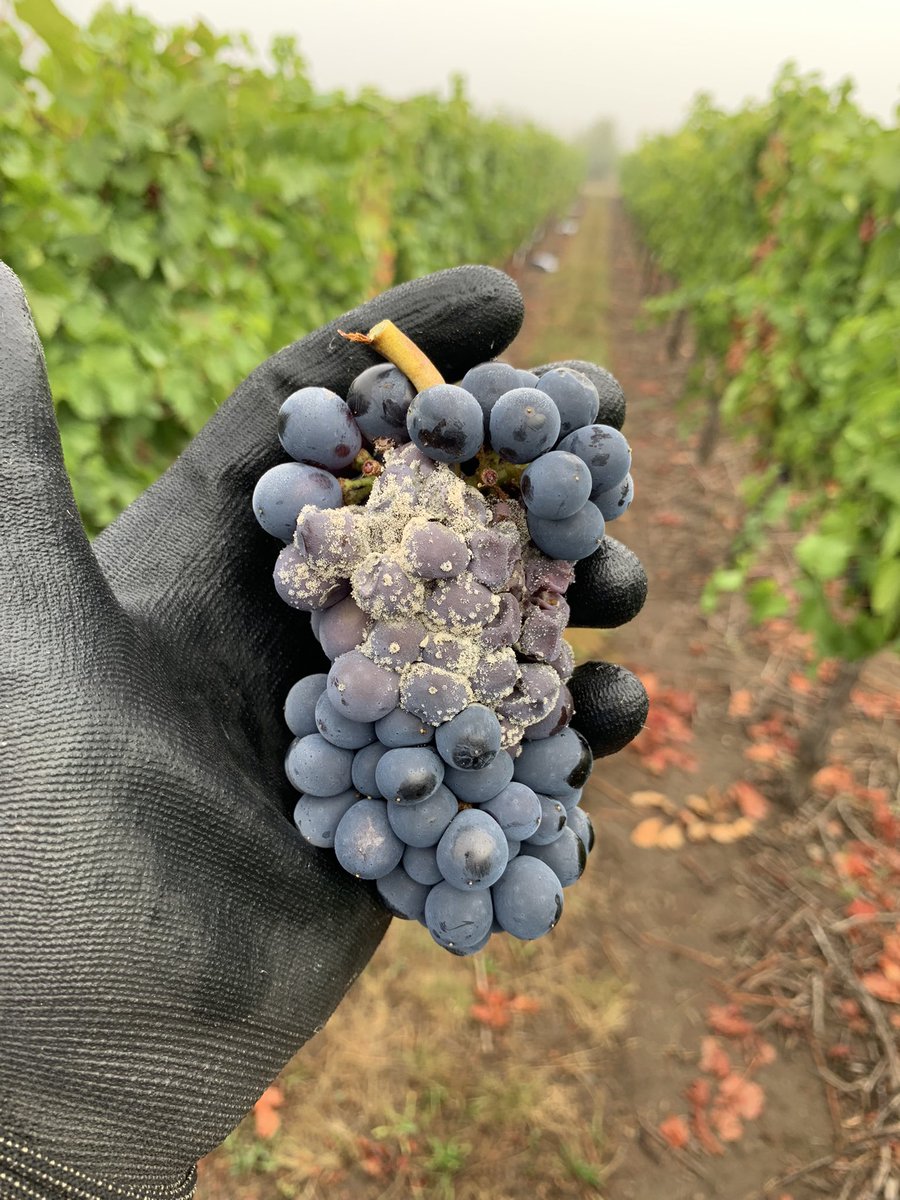 Botrytis ratings done! 825 clusters rated twice. Thanks to the lab mates that were willing to handle a lot of rotted fruit!