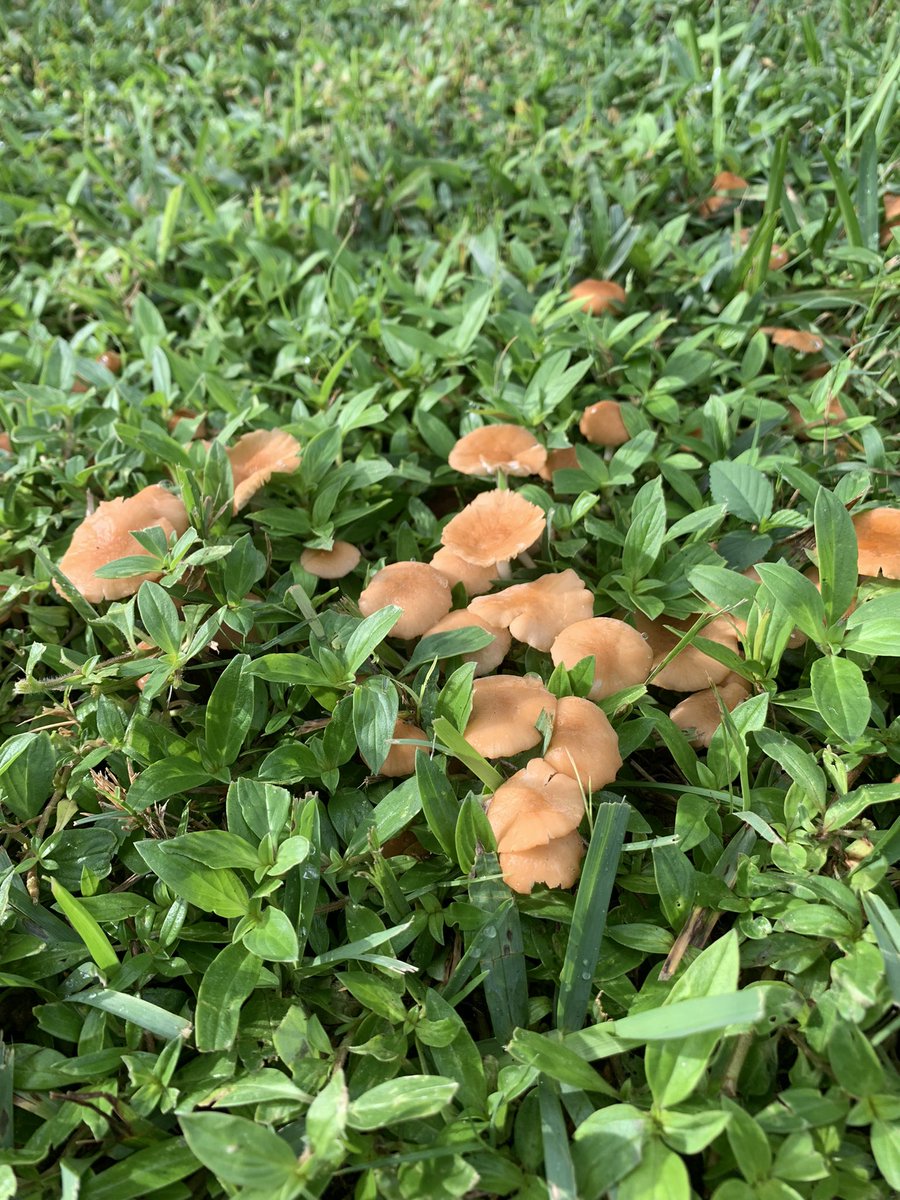 Lee Berndt (@dr_lee_berndt) on Twitter photo #friskyfairyringfriday <a href="/MikeFidanza/">Michael Fidanza</a> lots of rain brings out the mushrooms in SW Florida <a href="/UTPlantDoc/">Alan Windham</a> #friskyfairyringfriday <a href="/MikeFidanza/">Michael Fidanza</a> lots of rain brings out the mushrooms in SW Florida <a href="/UTPlantDoc/">Alan Windham</a>