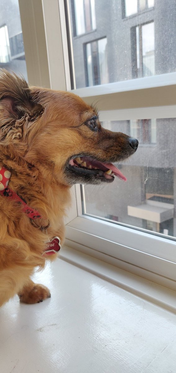 Today's office guardian. The fuzzy chicken nugget and eternal chumbawamba that is Phoebe bear
#sheffieldarchaeology #officepups @kelseyshawn_9