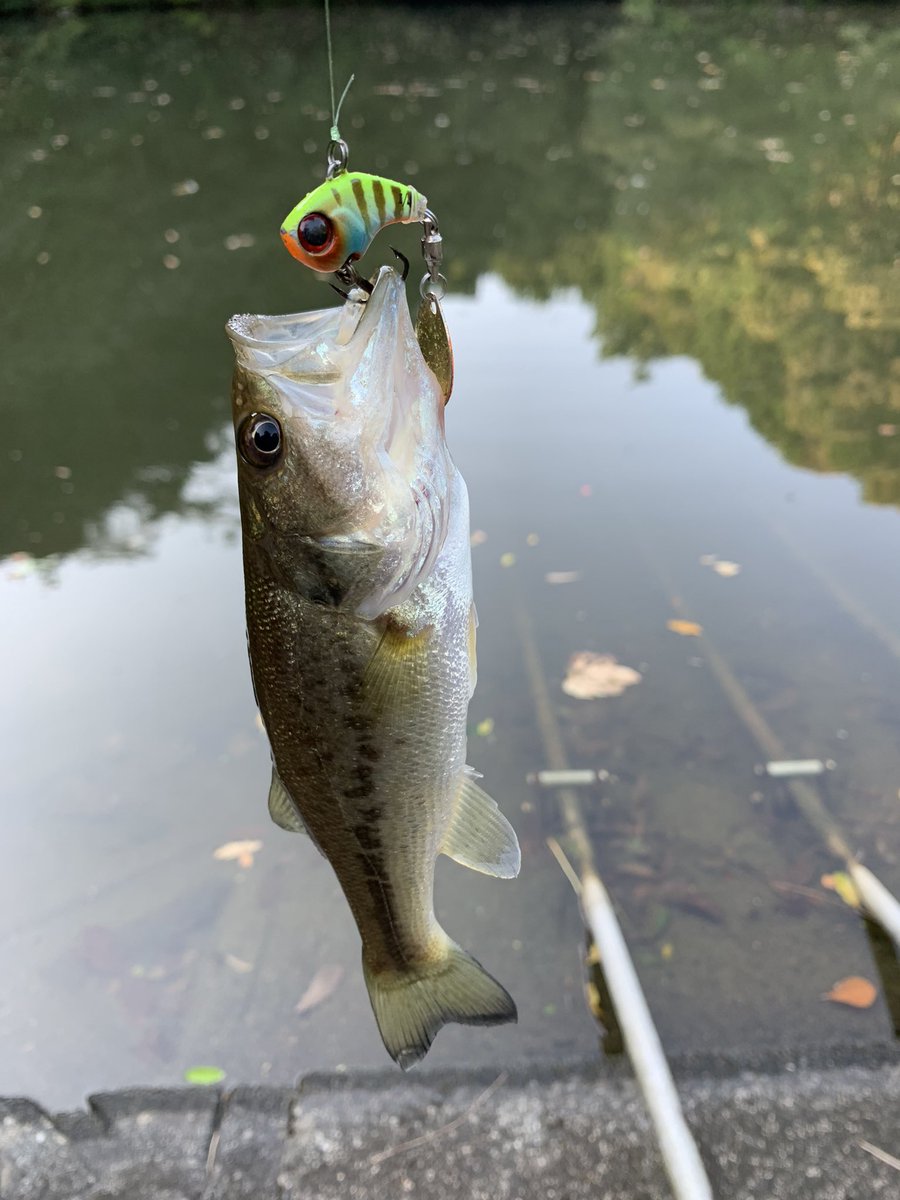 lemonfishing08's tweet photo. 午前中は全くダメ！
一木さんの一木セットでチャージ後違う池で勝負！やはり巻きの展開がハマり子バスが3本！
#シマノ
#ジャッカル
#ゾディアス
#メタニウムDC
#デラクー
#ディグル
#マスクバイブ https://t.co/0w5LhMXDj2