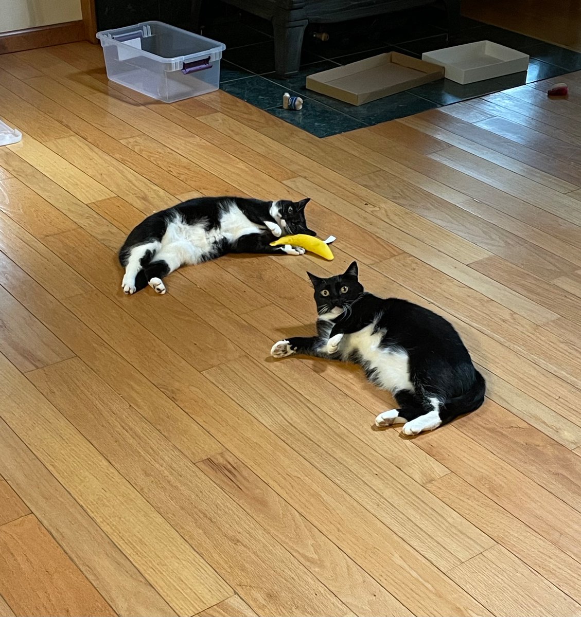 itsDaadnotDad's tweet image. A banana with catnip
Premium grade
It was quite a trip
Mistakes were made
🍌 🌿 🐈⬛ 🐈⬛
@YeowwwCatnip @MudBay @TuxedocatsR #CatsofTwittter
