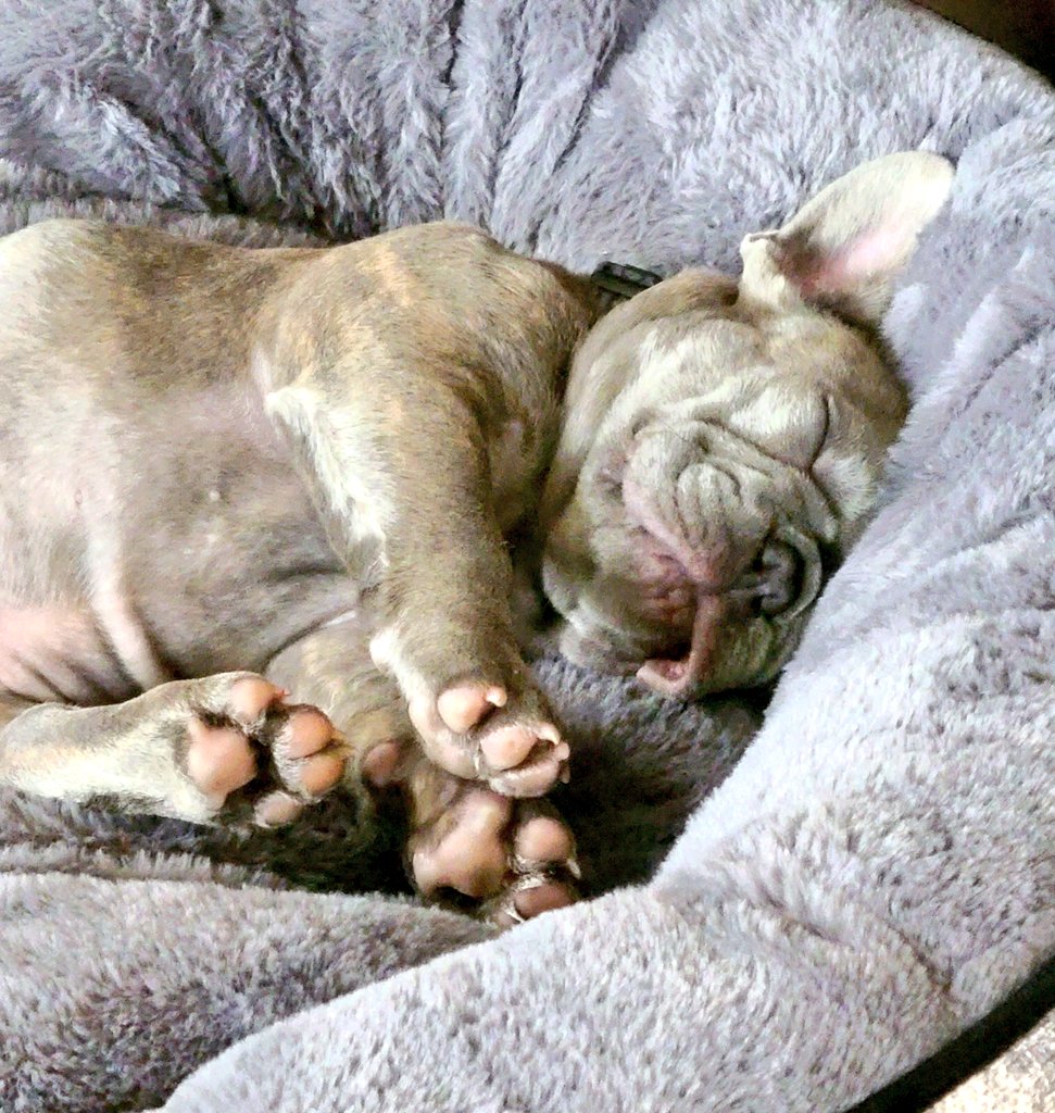 I'm not distracted...you are! 💕 #NewFrenchieMommy