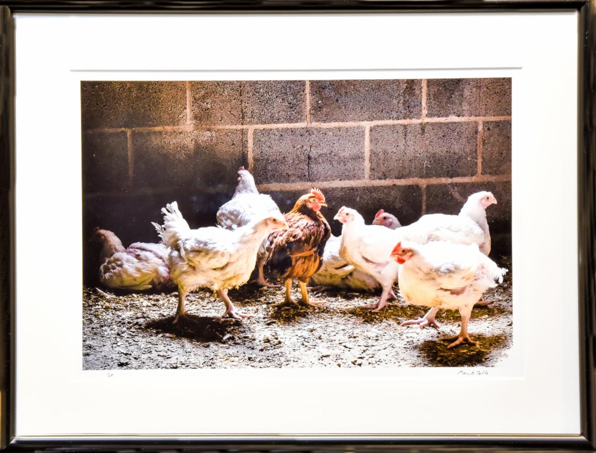 Wickford Art Assoc. (@wickfordart) on Twitter photo FoodWorks Exhibit PRIZES have been awarded! A frequent exhibitor and award recipient, Marc Jaffe claims third prize for "Baffoni Farm 3," captured at Baffoni's Poultry Farm (Johnston, RI). photo jaffe.com, baffonispoultryfarm.com, <a href="/jaffedoc/">Marc Jaffe</a>, <a href="/ediblerhody/">Edible Rhody</a> FoodWorks Exhibit PRIZES have been awarded! A frequent exhibitor and award recipient, Marc Jaffe claims third prize for "Baffoni Farm 3," captured at Baffoni's Poultry Farm (Johnston, RI). photo jaffe.com, baffonispoultryfarm.com, <a href="/jaffedoc/">Marc Jaffe</a>, <a href="/ediblerhody/">Edible Rhody</a>