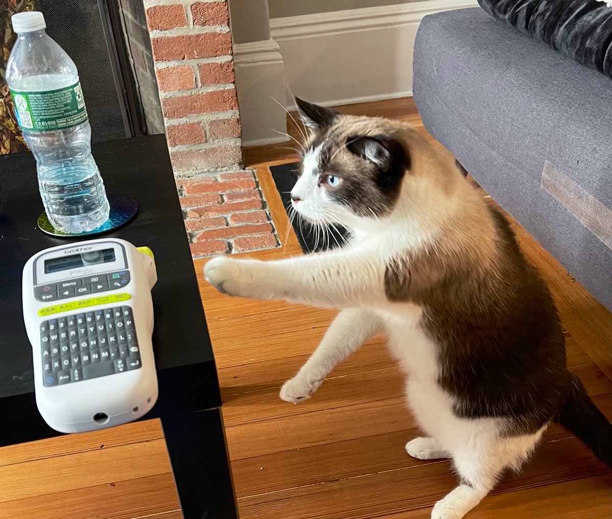 Caption this: 

#CatsOfTwitter #Cats #catsofinstagram #catstagram #CatsLover #cat #catlovers #catlover #AdoptDontShop #catsoftiktok #snowshoecat #siamese #boston #newyork #SanFrancisco #CatVsLabelmaker #WhatWillSnowyPrint #SnoPaw #SnowyFeelsTheForce #StarWars #SnowySkyWalker