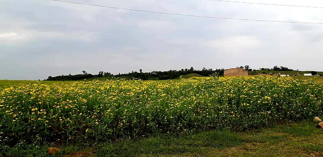 The green beauty of Eritrea today!!!!! interracial pic The green beauty of Eritrea today!!!!!