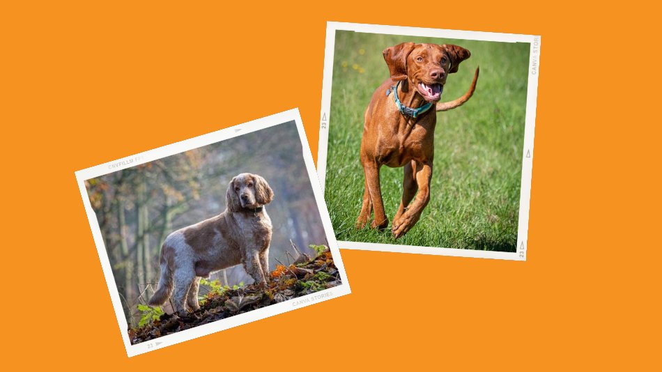 📸 We are excited to announce that we are hosting another dog photoshoot at our centre on Saturday 16th August.

🐾 Spaces are limited so book your slot today: rspcadoncasterrotherham.org.uk

#doncaster #rotherham #dogphotoshoot #dogsoftwitter
