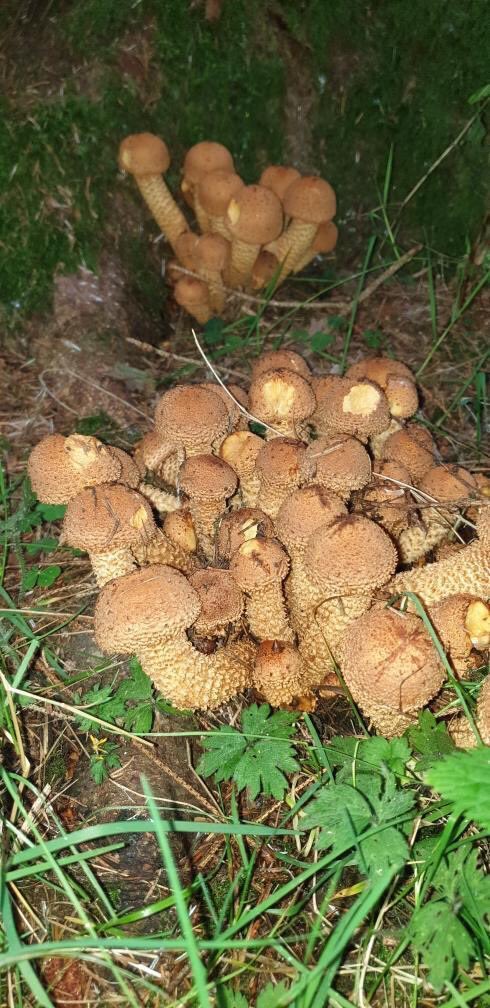 Did you know that not only fish have gills? These are Pholiota sqaurrosa and they have gills to increase spore dispersal. How interesting! 
Next time you’re at Finlaystone post the Fungus you find and tag us so we can see your discoveries too!