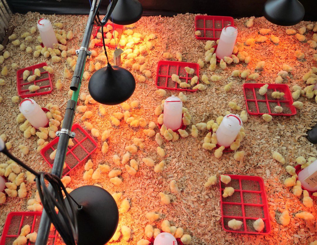 Rwanda Institute for Conservation Agriculture (@rica_rwanda) on Twitter photo Today, 501 new chicks arrived at RICA. They will be cared for by the second year students as part of their Enterprise Production course. <a href="/Rwanda__edu/">ISHURI RY'UBUMENYI</a>; <a href="/RICA_Rwanda/">Rwanda Institute for Conservation Agriculture</a> Today, 501 new chicks arrived at RICA. They will be cared for by the second year students as part of their Enterprise Production course. <a href="/Rwanda__edu/">ISHURI RY'UBUMENYI</a>; <a href="/RICA_Rwanda/">Rwanda Institute for Conservation Agriculture</a>