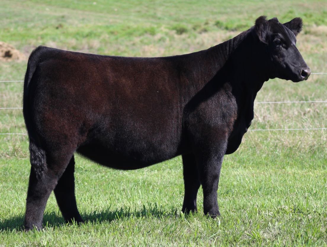 She sells today!! sconlinesales.com/Bids/AuctionsL…