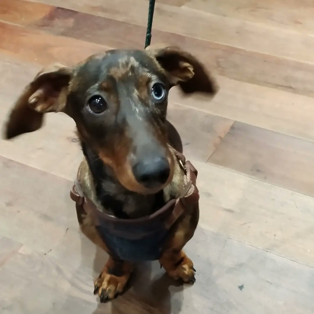 🐾 Dog of the Day 🐾 
Fancy a bit of dog yoga? Today's dog of the day is Ziggy! A very sweet pup, he's our neighbour @flourish_manchester Kitty's sweet baby, and we're so happy he dropped by! I mean look at those incredible eyes 😍 
His downward dog is exceptional...