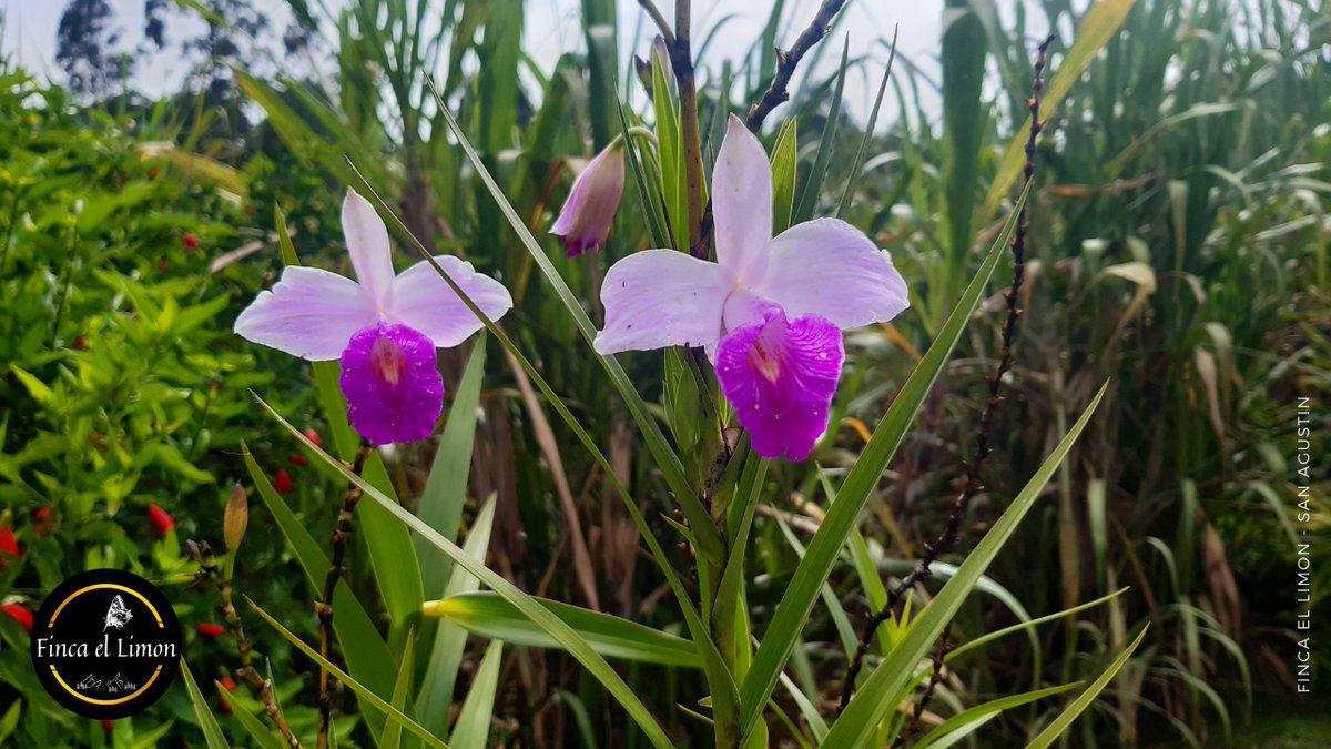 #fincalemon #indoorplants #houseplants #indoorgardening #plants #plantlove #plantlife #decoration #homedecor #homedecoration #garden #gardener #gardening #minhasplantas #colors #houseplantclub #orquidea #orchids #orquidario #arundina #pink #Bambooorchid #indoorgreen