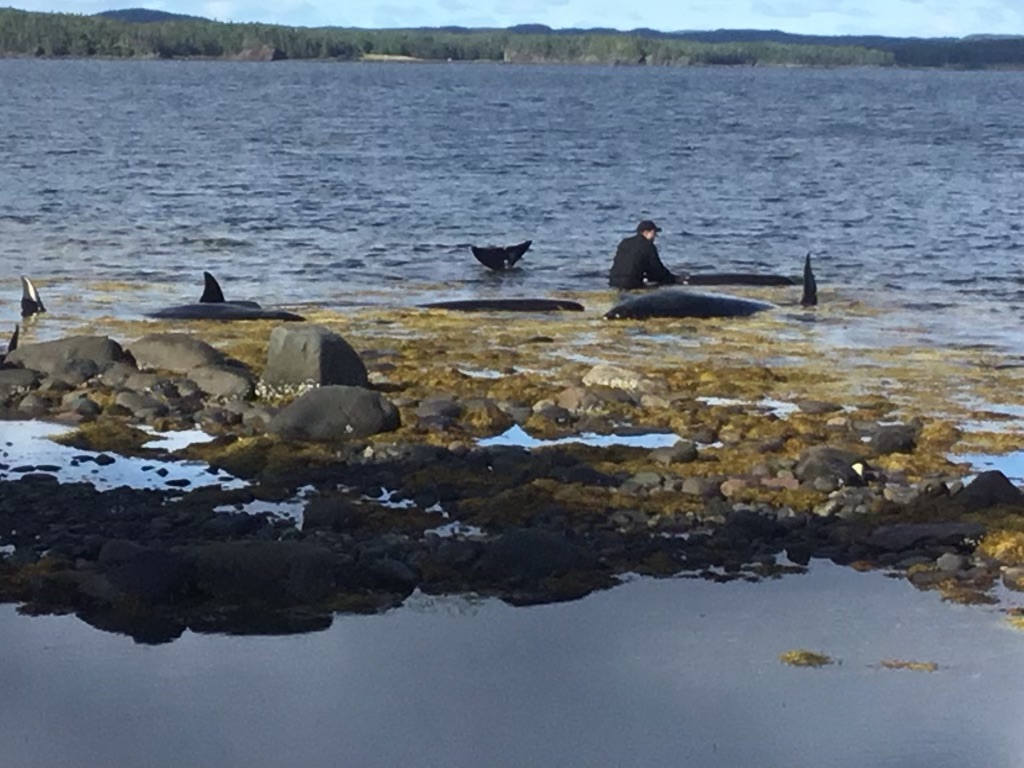 Forestry, Agriculture and Lands tweet media