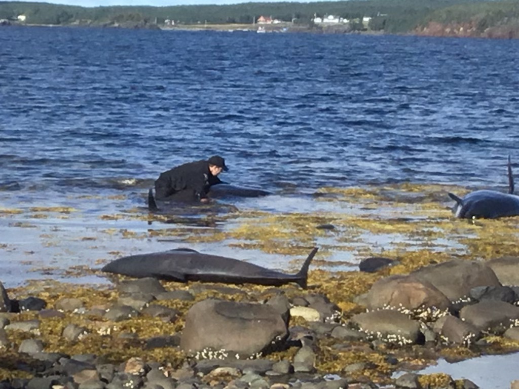 Forestry, Agriculture and Lands tweet media