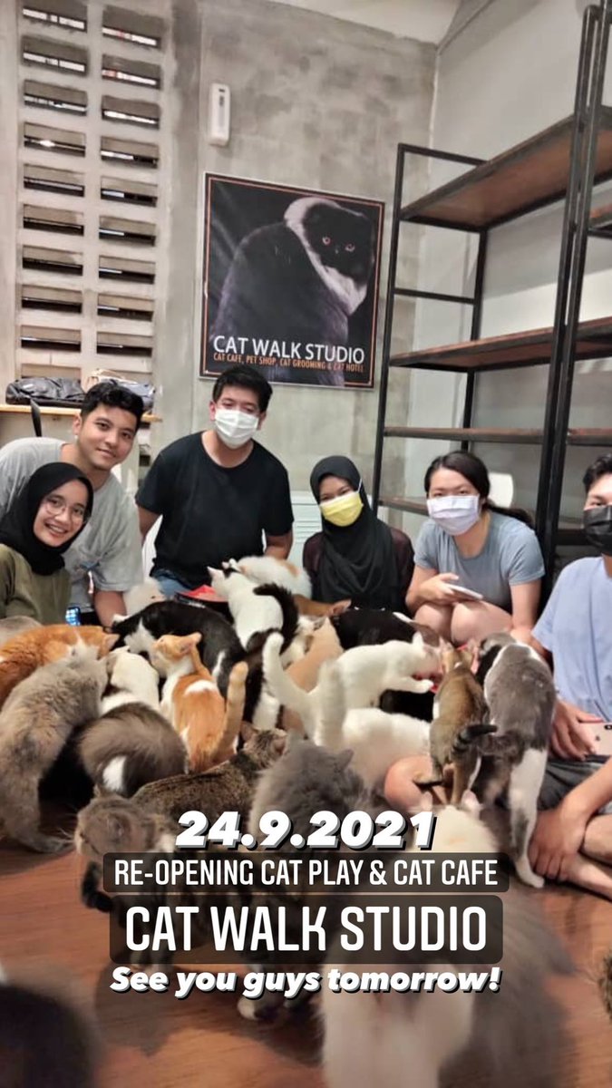 Cat Walk Studio Ayer Keroh Melaka A Heaven For Cat Lovers Panda Pens