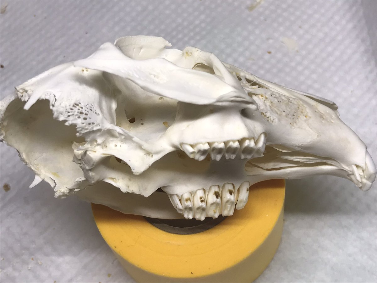 骨オヤジ ウサギの臼歯 奥歯 も結構埋まってるのよ 形が独特だからウサギはもっと骨取りしたいな