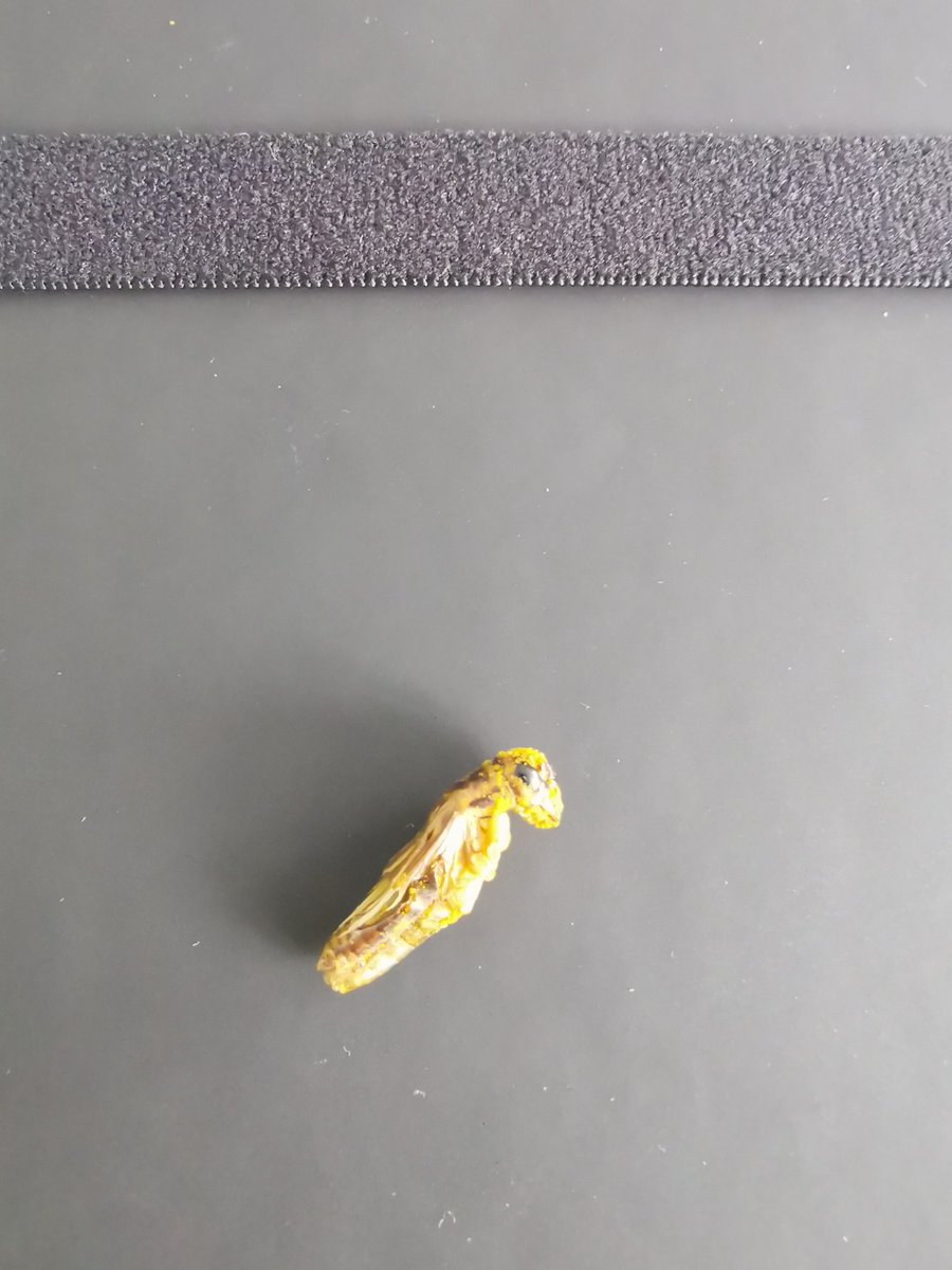 Sainte-Thérèse ou Fort Thérèse ???
Nos deux superbes animatrices nous font tester les insectes au curcuma !
Qu'est ce qui nous attend la semaine prochaine ???
Osons ! 
<a href="/CMBdevcoDD22/">DEVCO DD22</a> <a href="/CreditDd22/">Crédit Mutuel DD22</a> <a href="/WeAreArkea/">WAA|Actus</a>