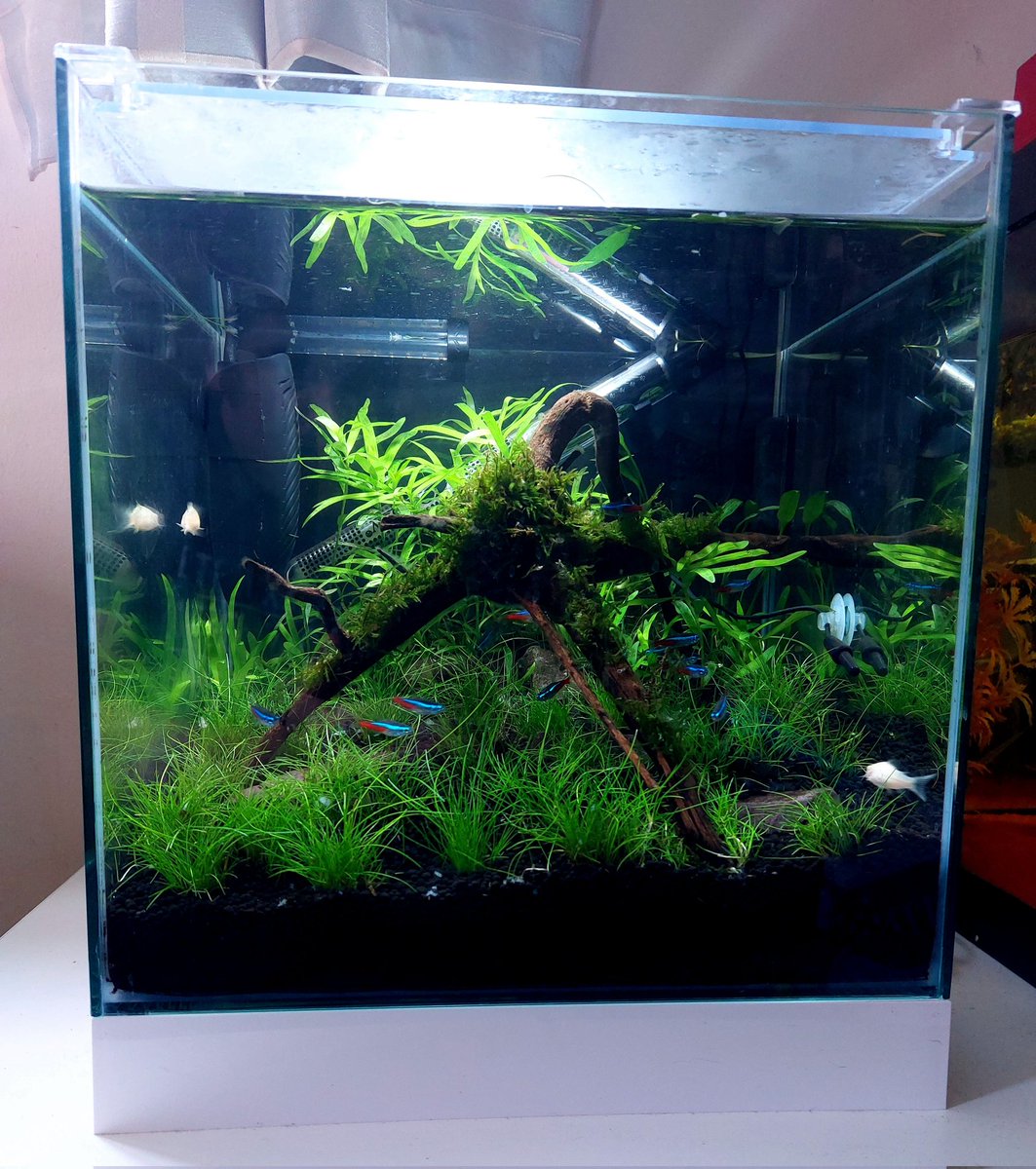 BusyGoblin's tweet photo. Absolutely nothing to do with painting models, but super happy to finally have my little aquarium set up.  A small group of Neon Tetras and a couple of Corydoras.

#BusyGoblin #aquarium #neontetra #corydora https://t.co/L1vTbMwjZY