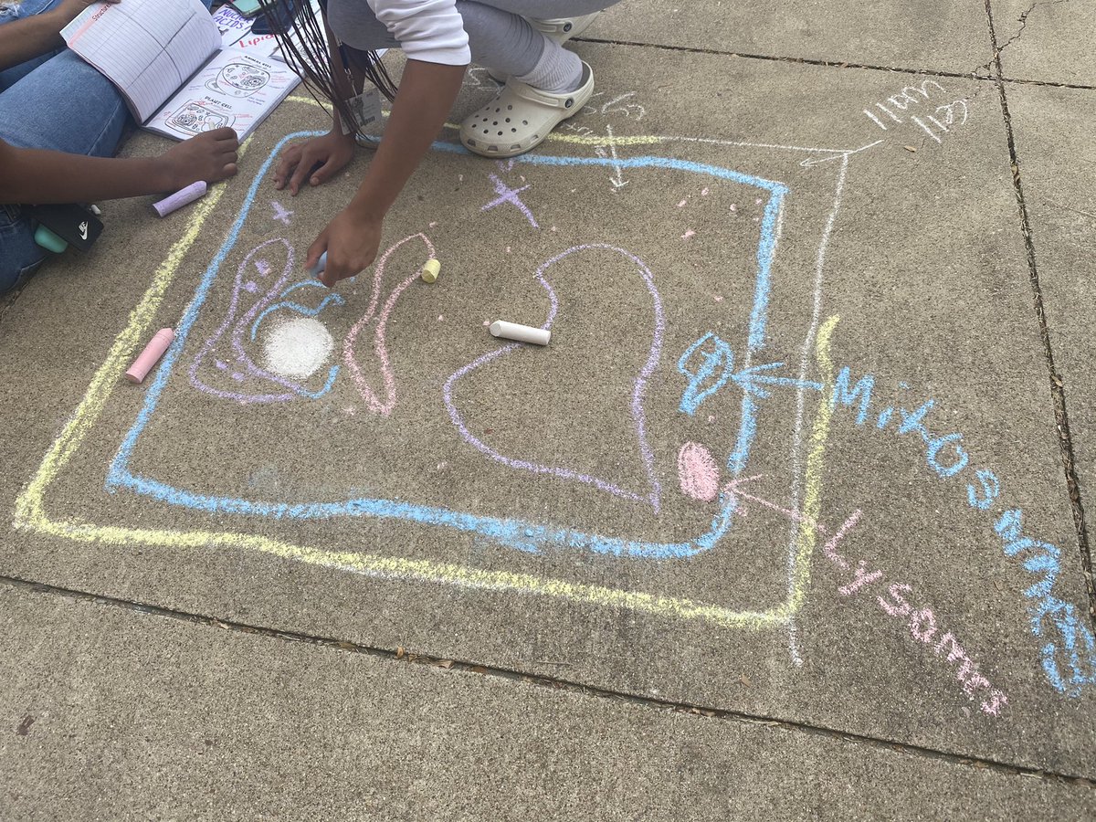 EHSPrincipal's tweet image. We 💚 Biology class! Sidewalk chalk drawings of cells! #ownyourlearning 🦅