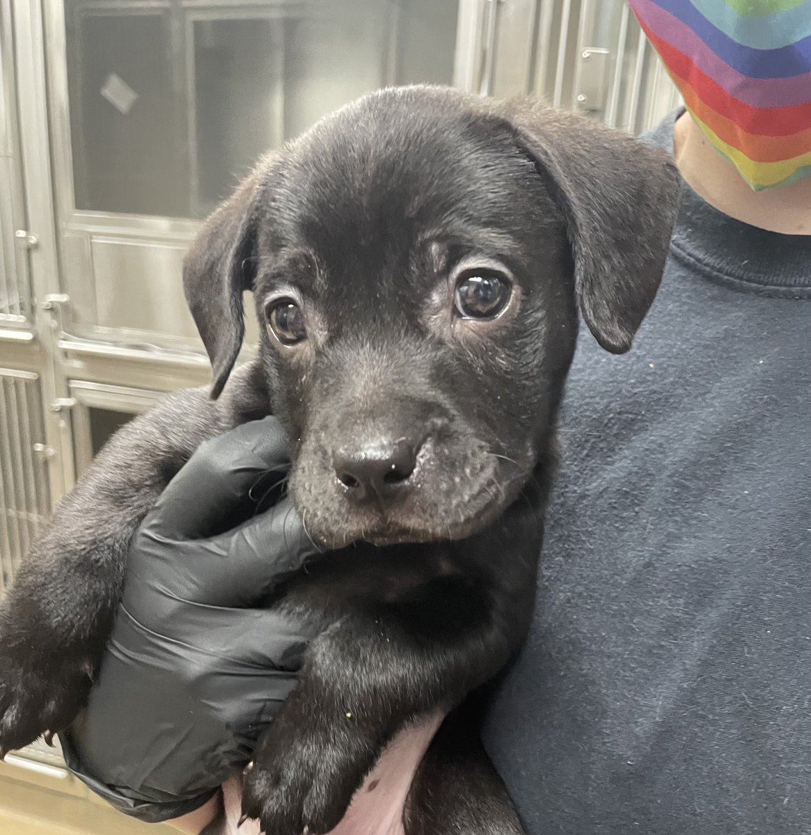 gchscc1945's tweet photo. Are you missing me? I was found on South Padre Island Dr. and Everhart Rd. I am a male and am not microchipped. If I'm your furry friend, please come reclaim me at 3118 Cabaniss Parkway or call 361-225-0845! #lostdog #stray #notchipped #gchscc #corpuschristi #tx https://t.co/FqVieXXeVj