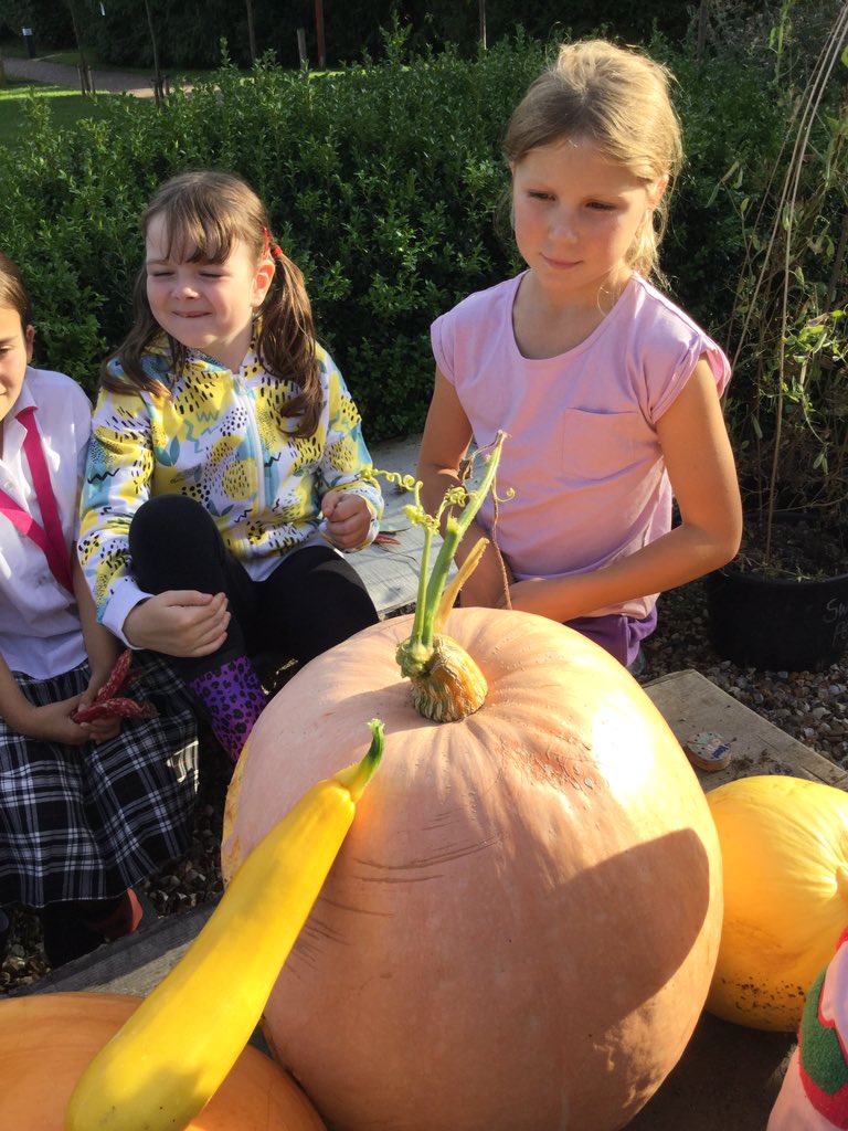 PipersForestSch's tweet image. Pipers Gardening Club @PipersPrep were very proud of their pumpkin harvest. They also had fun in the orchard picking apples to make into very special Pipers apple juice #pipersoutdoors #pipersgrounds #pipersfun