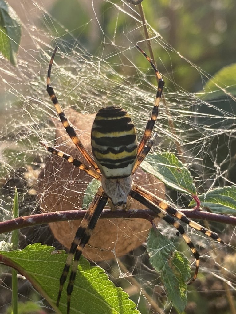 What a beauty! Wasp spider and cocoon spotted on our walk this evening <a href="/SurreyWT/">Surrey Wildlife Trust</a> <a href="/BritishSpiders/">BAS</a> <a href="/Buzz_dont_tweet/">Buglife</a> 🕸🕷