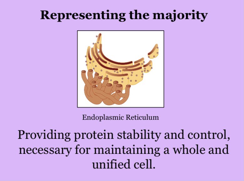 Endoplasm1cR's tweet photo. @murphyapbio https://t.co/PHW0m91Jhb https://t.co/jc0x92wyKF