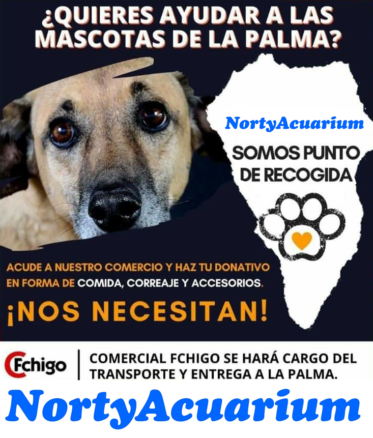 neregp94's tweet photo. 🚨 Recogida de alimentos y accesorios para animales en #TENERIFE. https://t.co/RM5MXYl0J3