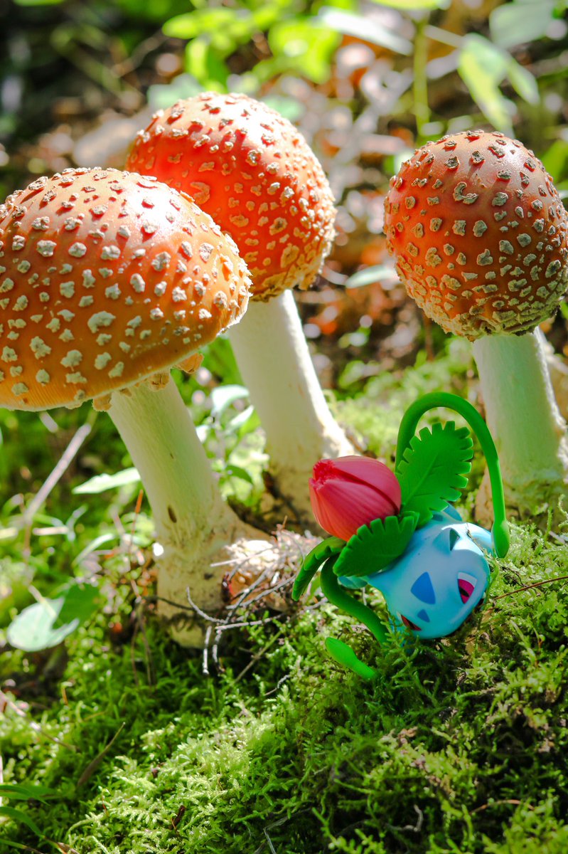 stepbackwards's tweet image. Toon Link &amp;amp; Ivysaur 🍄