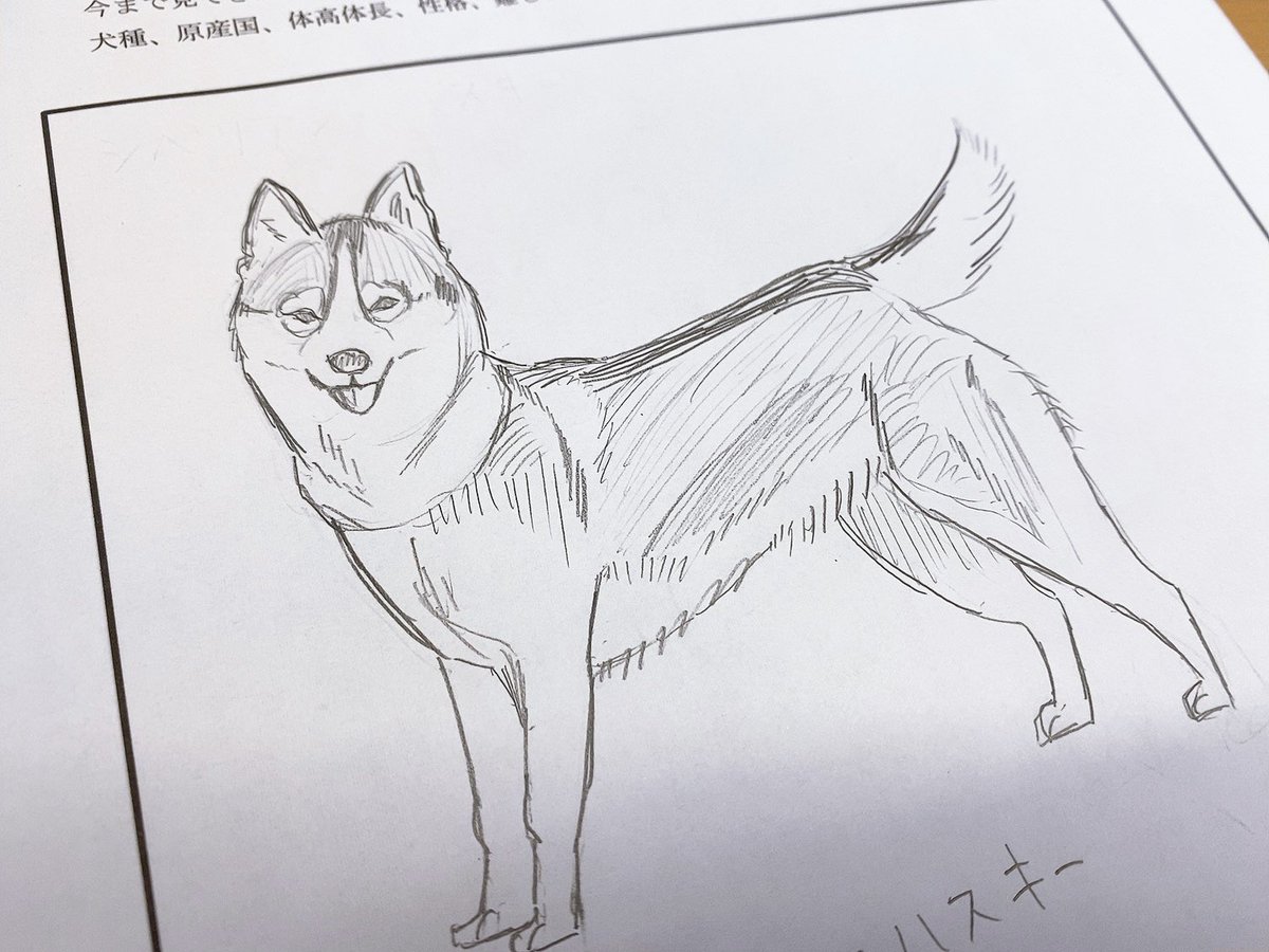 授業で描いたシベリアンハスキー、結構上手くいったので見てーー!!🐶 