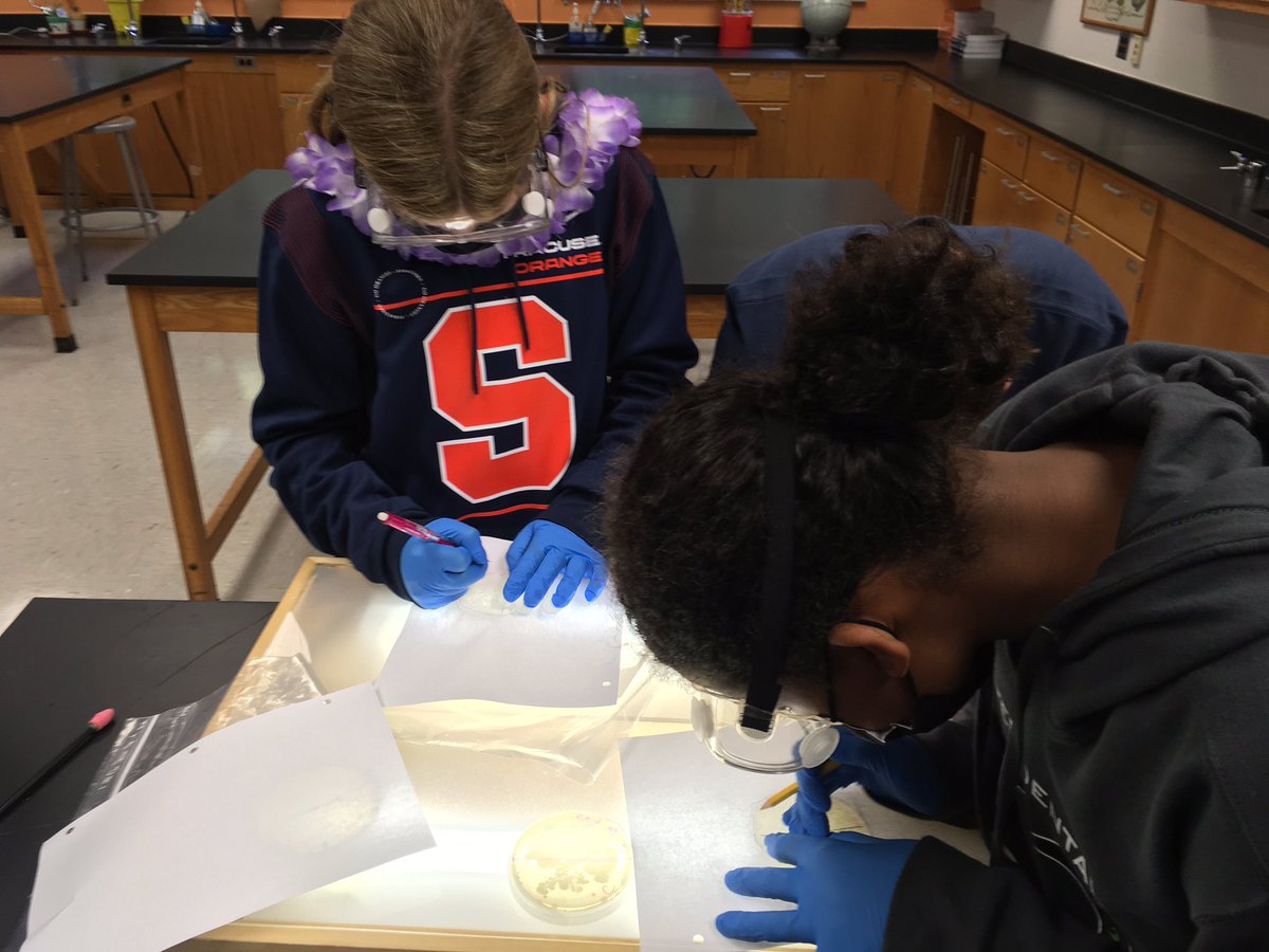 MPHScienceDept's tweet image. 6th grade scientists squealed with excitement upon seeing the microbial growth from the surfaces they elected to swab. The power of comparison between a control and experimental side was apparent!