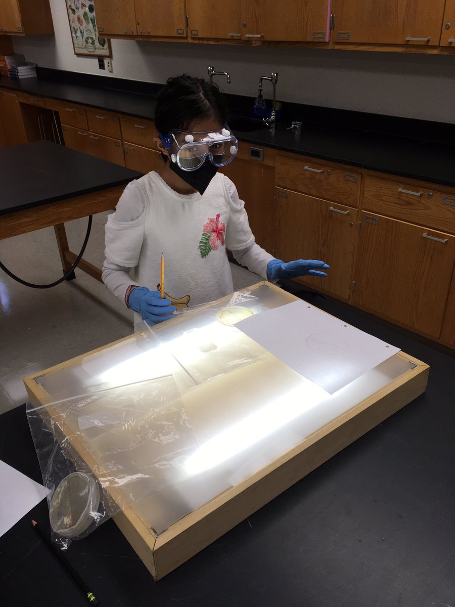 MPHScienceDept's tweet image. 6th grade scientists squealed with excitement upon seeing the microbial growth from the surfaces they elected to swab. The power of comparison between a control and experimental side was apparent!