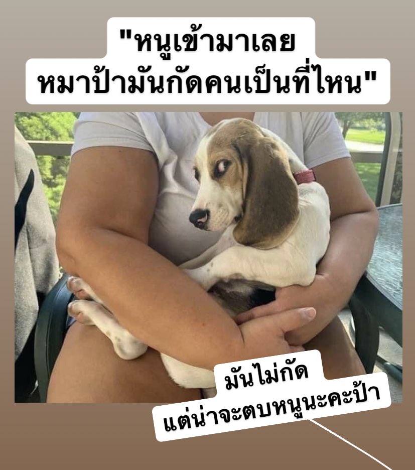 หมาป้าไม่กัดค่ะ แต่มันดักตบ