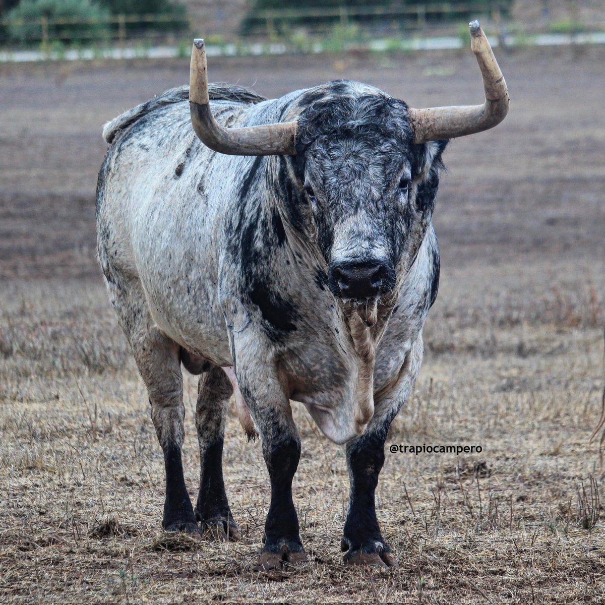MAGNÍFICO EJEMPLAR QUE DE MOMENTO NO PISARÁ LAS PLAZAS ESPEREMOS PODER DISFRUTAR DE ÉL EN LAS CALLES 
<a href="/Acampoabierto1/">Acampoabierto</a> #torrestrella
