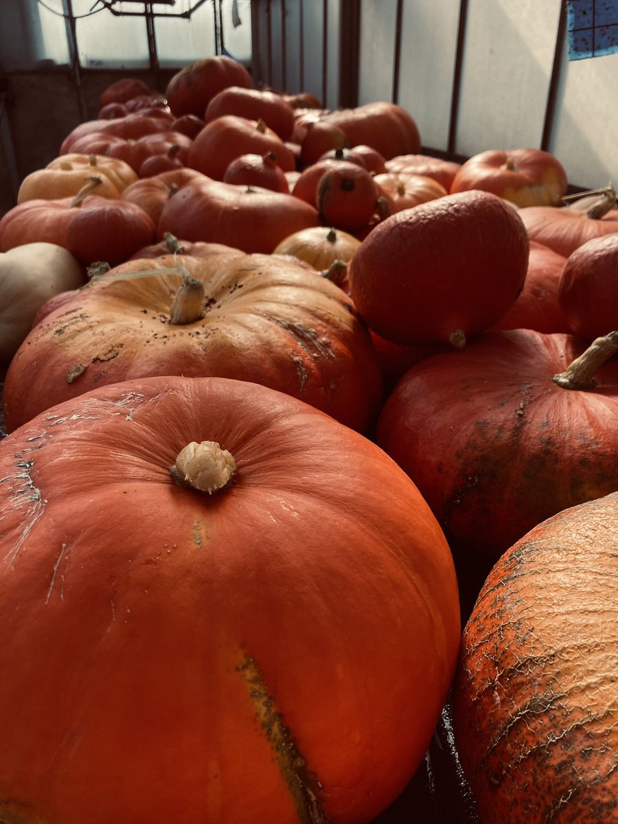 Lewillerhof's tweet photo. Récolte de la saison #Pumpkin https://t.co/GOzalv7ZsZ